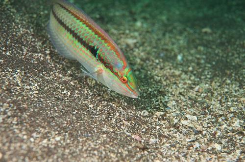 高級魚【ベラ】はまずい？正しい調理法や下処理で美味しく食べよう