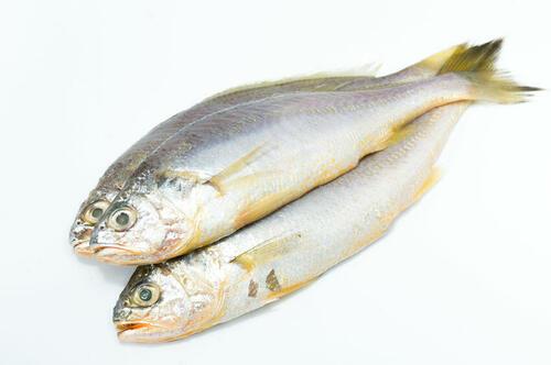 釣り人だけの特権？イシモチを生で食べる方法と捌き方