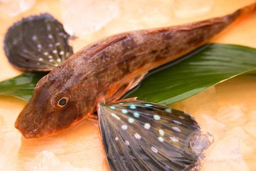 ほうぼうを食べるなら旬の大物を！刺身から鍋までまるごと味わおう