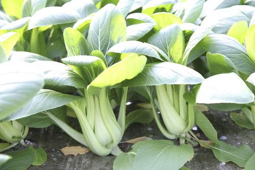 チンゲン菜は炒めて食べたほうが美味しい？基本からアレンジまで紹介