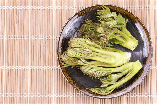 タラの芽はどうやって保存する？正しく保存して美味しく食べよう