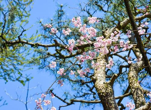 おすすめの花見料理を一挙紹介！花見気分を満喫したい！