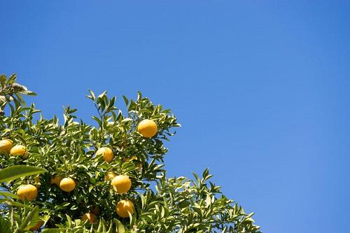 【八朔（はっさく）】の旬やほかの柑橘類との違いを解説！