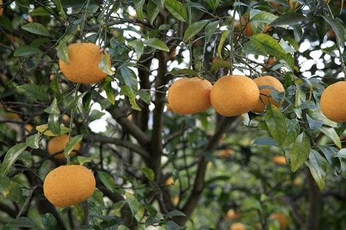 甘夏の旬や産地を紹介！出まわるのは柑橘の中でも終盤？