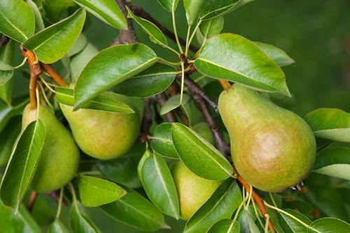 洋梨（西洋梨）とは？代表的な品種や栄養価などの基本をチェック！