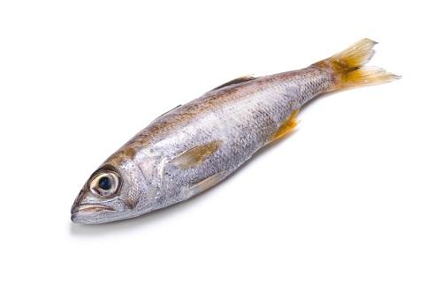 魚の【むつ】の特徴を紹介！種類や味、美味しい食べ方を解説！