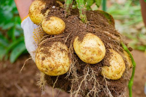 新じゃがを安全に美味しく食べよう！毒を取り除き食中毒を防ぐ