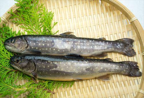 イワナの刺身は寄生虫の危険あり 安全に食べる方法を深掘り 食 料理 オリーブオイルをひとまわし