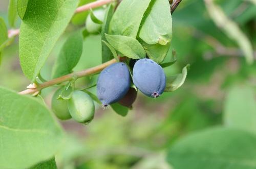 ハスカップジャムはどこで買える？さまざまな食べ方も紹介