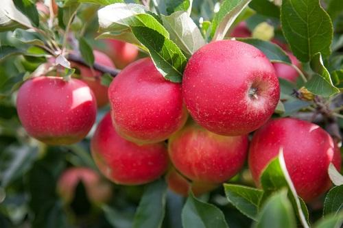 りんごのカロリーと糖質量を大きさ毎に紹介！高い抗酸化作用が魅力！