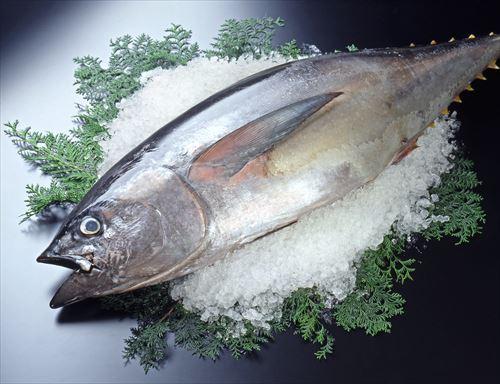 マグロの目玉は食べられる？含まれる栄養素や料理方法を紹介