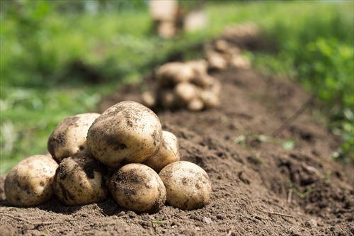 じゃがいもの旬はいつ？産地や品種ごとの収穫時期や美味しい食べ方