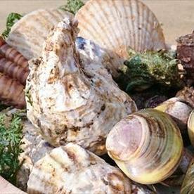 魚介 タグ 食 料理 オリーブオイルをひとまわし