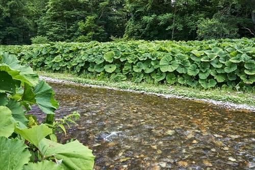 北海道螺湾ブキ