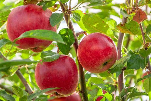 庭のリンゴの木に熟した赤いリンゴ