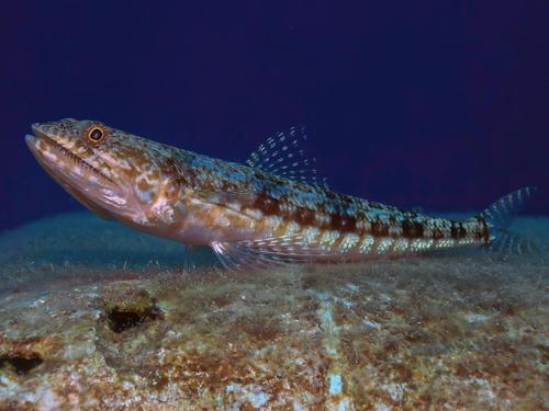 エソは高級魚って本当 小骨だらけのエソの美味しい食べ方 食 料理 オリーブオイルをひとまわし
