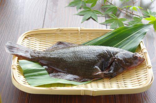 カレイは刺身でも食べられる魚 寄生虫の危険やさばき方も確認 食 料理 オリーブオイルをひとまわし