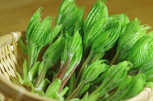 コシアブラとは 山菜の風味を楽しめる下ごしらえのやり方と食べ方 食 料理 オリーブオイルをひとまわし