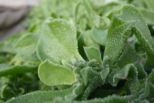氷の植物（結晶性氷の植物）