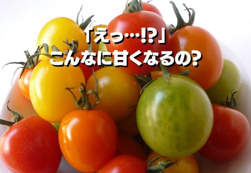 トマト農家榎本さんに聞いた「KFT農法」の効果が凄かった。