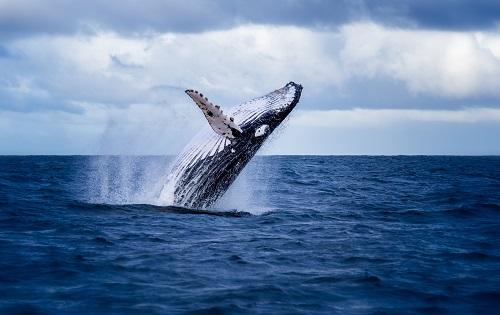 海から飛び出すザトウクジラ