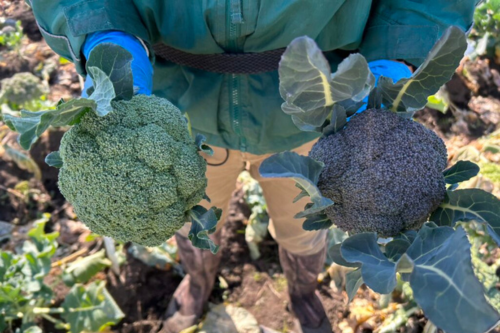 種苗と野菜の二刀流！？幅広く活躍する「ナコスブロッコリーファーム」の代表に話を聞いてみた