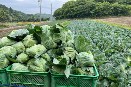 さすがプロ！【キャベツの目利きを農家さんに教えてもらったらすごかった