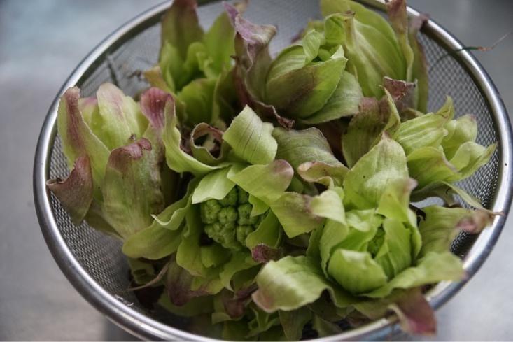 ふき の保存方法を解説 気になる調理前の下処理や解凍方法もチェック 食 料理 オリーブオイルをひとまわし