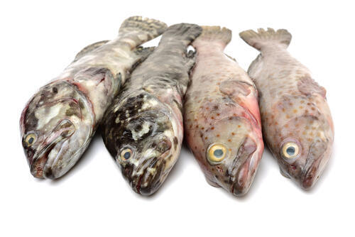 幻の高級魚 キジハタ とは 旬の時期や釣り方 おすすめ料理も紹介 食 料理 オリーブオイルをひとまわし
