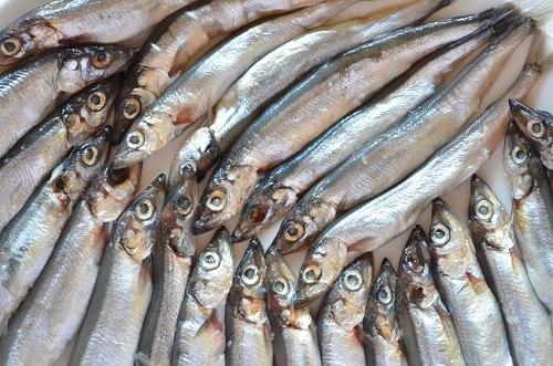 ししゃもの刺身はどこで食べられる 限られた時期しか味わえない 食 料理 オリーブオイルをひとまわし