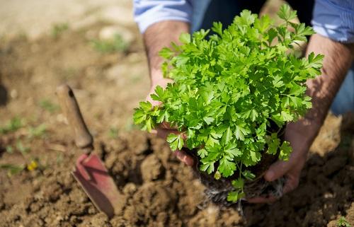パセリの収穫の仕方を紹介 収穫後の肥料のやり方や保存方法も 食 料理 オリーブオイルをひとまわし