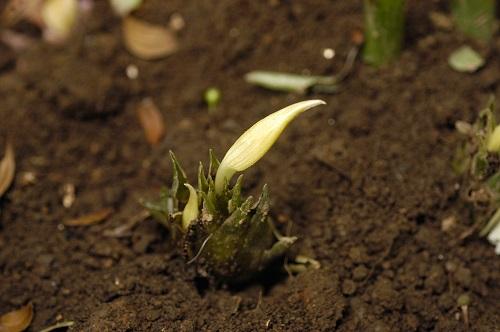 ミョウガタケはミョウガの茎 美味しいけど栽培が大変って本当 食 料理 オリーブオイルをひとまわし