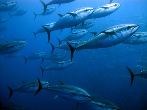 マグロの種類を知って寿司を美味しく食べよう 見分け方や旬を紹介 食 料理 オリーブオイルをひとまわし