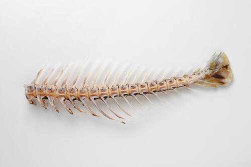 喉に魚の骨 が刺さった時の正しい対処法とは 予防策も解説 食 料理 オリーブオイルをひとまわし 喉に魚の骨 が刺さった時の正しい対処法とは 予防策も解説 食 料理 オリーブオイルをひとまわし