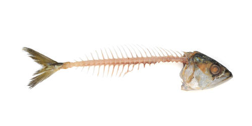 喉に魚の骨 が刺さった時の正しい対処法とは 予防策も解説 食 料理 オリーブオイルをひとまわし 喉に魚の骨 が刺さった時の正しい対処法とは 予防策も解説 食 料理 オリーブオイルをひとまわし