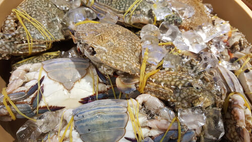 食用カニにはどんな種類がある 水揚げランキングや目利きも紹介 食 料理 オリーブオイルをひとまわし