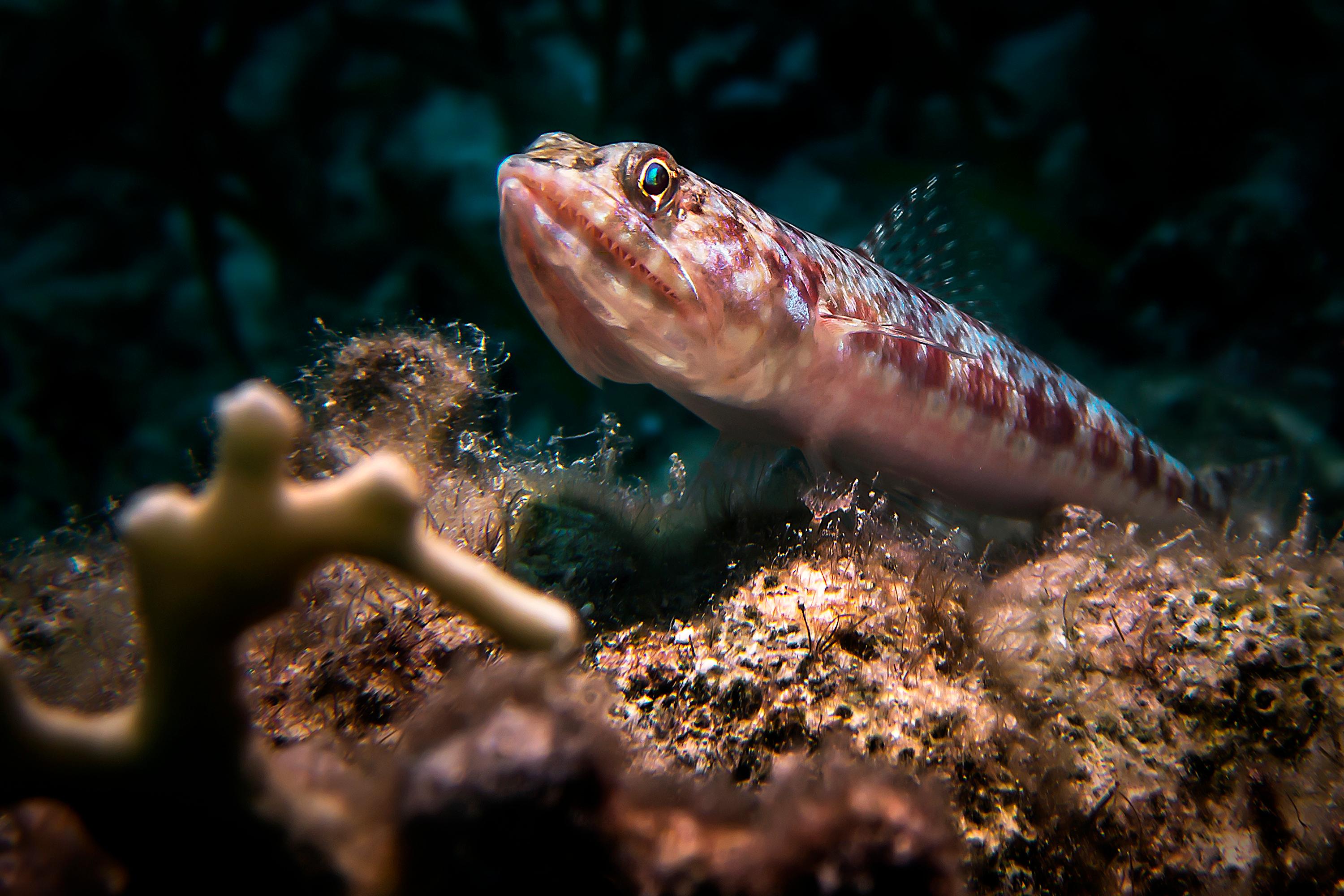 エソは高級魚って本当 小骨だらけのエソの美味しい食べ方 食 料理 オリーブオイルをひとまわし