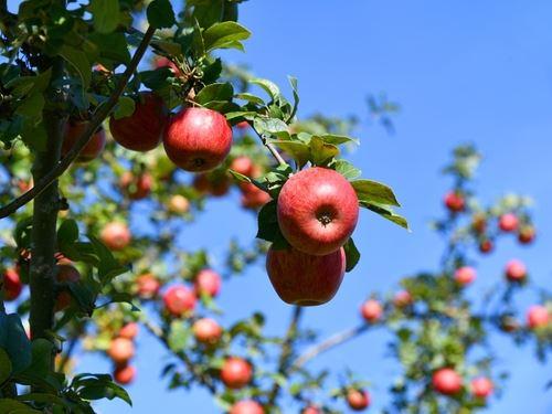 木の上の赤いリンゴ