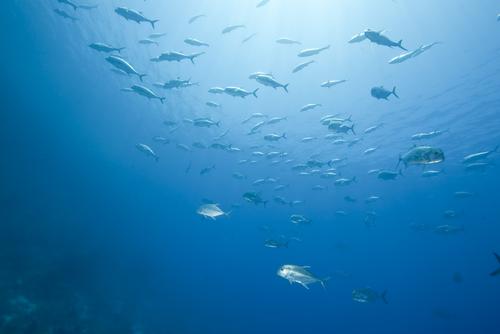 ロウニンアジの味は美味しい 釣りでも人気の魚だけど毒に注意 食 料理 オリーブオイルをひとまわし