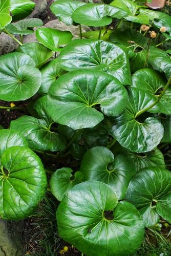 鑑賞用だけでなく食用にも ヘルシー野菜 つわぶき を食べてみよう 食 料理 オリーブオイルをひとまわし