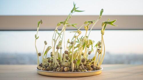 リボベジの代表でもある豆苗の写真