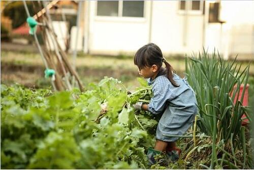 保育園や自宅でできる 野菜栽培 とは 簡単な品種やコツを紹介 子育て オリーブオイルをひとまわし