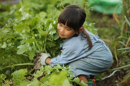 家庭菜園で子どもの食育をしよう 秋に育てやすい野菜3選 子育て オリーブオイルをひとまわし