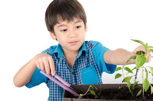 食育には家庭菜園がおすすめ！育てやすい野菜や育てる方法とは？