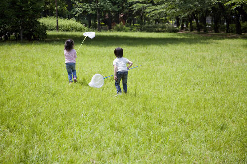 虫取り網はどんなものがおすすめ 選び方や使い方を紹介 子育て オリーブオイルをひとまわし