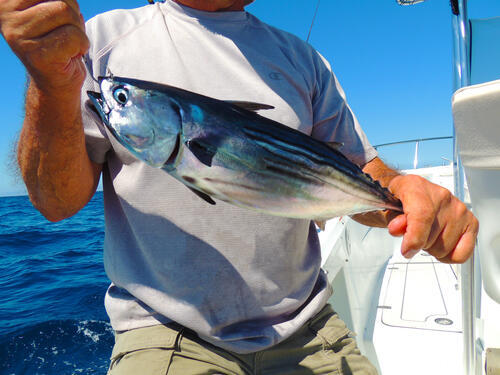 素人でも釣れる 鰹 カツオ 釣りを成功させる仕掛けと餌選び術 趣味 オリーブオイルをひとまわし