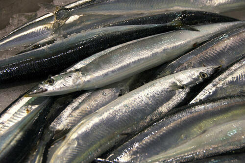 さんまは釣りビギナーにもおすすめ 生息エリアや釣り期などを解説 趣味 オリーブオイルをひとまわし