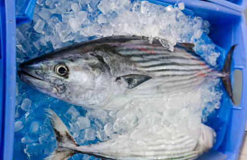 素人でも釣れる！鰹（カツオ）釣りを成功させる仕掛けと餌選び術