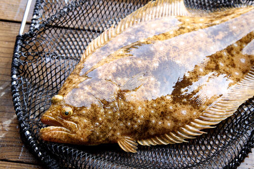 船から狙う高級魚【ヒラメ】の釣り方。初心者が知っておきたい攻略法