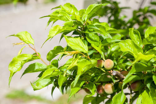 自宅で育てられる 鉢植えで簡単 梅の木の育て方 暮らし オリーブオイルをひとまわし